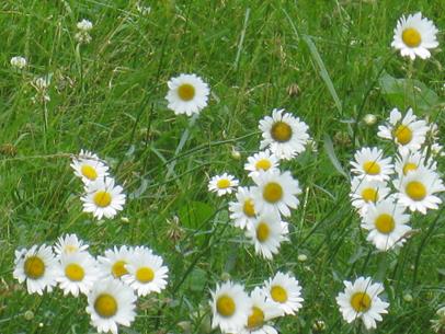 Daisys 2