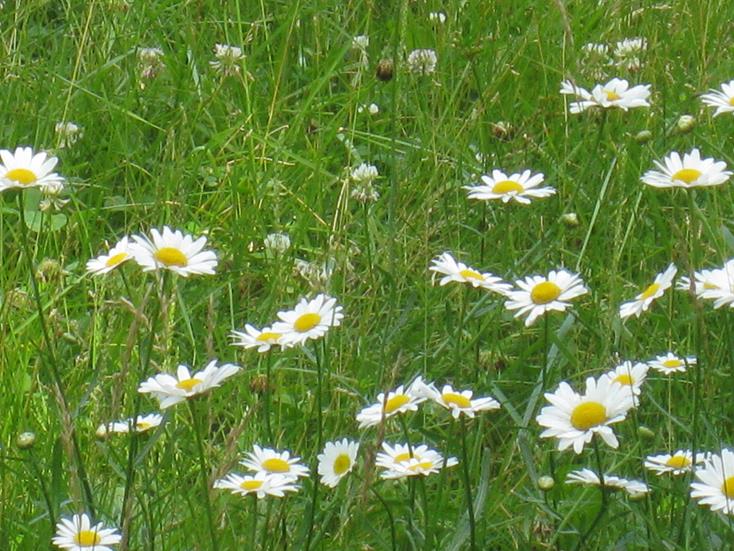 Daisys