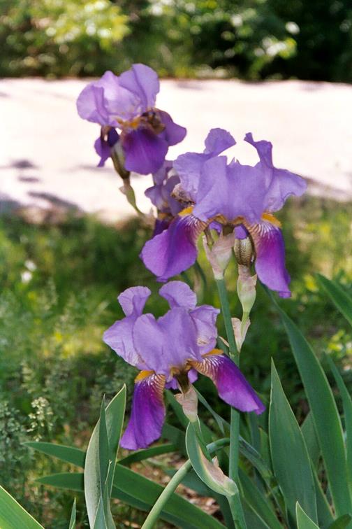 Irises