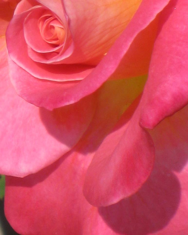 Pink Rose