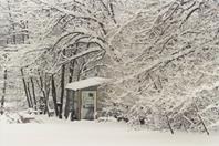 Winter Shed