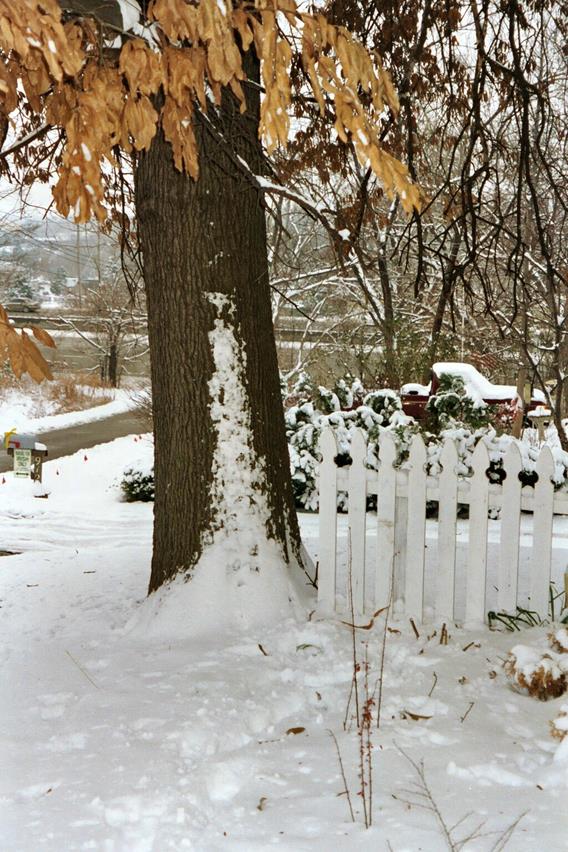 Winter Tree & Picket